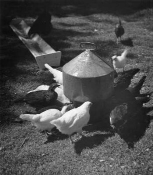Werdenstein. Hühnerfarm Elgass. Jung-oder Zwerghühner an der Tränke auf einer Wiese
