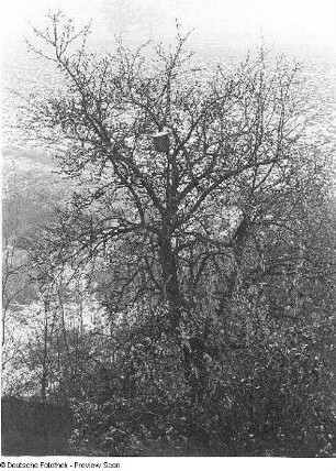 Baum mit Vogelhäuschen