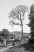Michelstadt: Frühlingsbaum am Stadtgraben