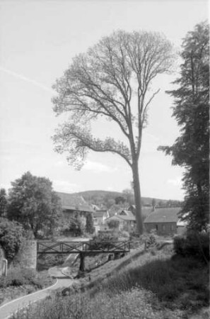 Michelstadt: Frühlingsbaum am Stadtgraben