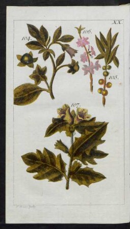 Taf. XX. Fig. 104. Die Belladonna, Wolfskirsche, Tollkirsche, Waldnachtschatten, Tollkraut Fig. 105. - [106.] Der Kellerhals, Kellerkraut, Seidelbast, Läusekraut, Lorbeerkraut, Bergpfeffer, falscher Pfefferstrauch, deutsche Pfefferstaude, Pfefferbeere Fig. 107. Das schwarze Bilsenkraut, Zigeunerkraut, Saubohne, Teufelskraut, Tollkraut