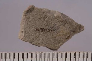 Termite (Isoptera)