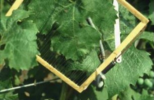 Fotografie: Weinbau, Kulturtechnik, Wetterstation