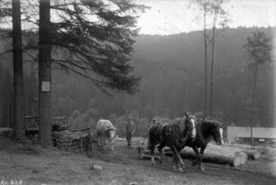 Holzrücken mit Pferde- und Ochsengespann an der alten Schmalzgrubner Straße : Gebäude im Hintergrund: sog. "Humpel" - Waldarbeiterhäuser an der Schmalzgrubner Straße