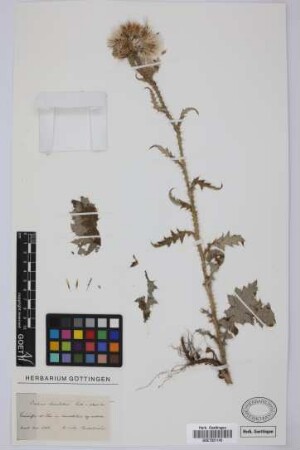 Carduus clavulatus Link