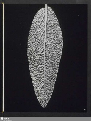 Salvia officinalis, Blatt der Salbei, Unterseite