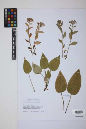 Pulmonaria officinalis L. x P. obscura Dumontier