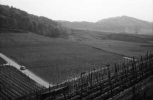 Bickensohl: Umgelegte Weinberge mit Blick auf Achkarren