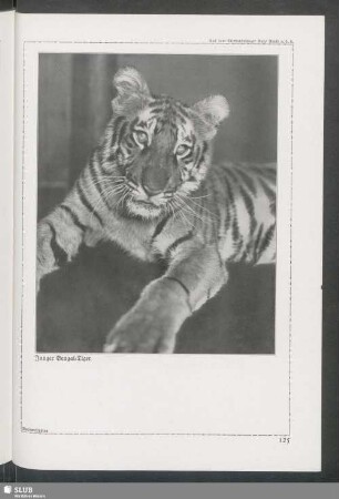 Junger Bengal-Tiger