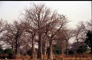 Gambia. Affenbrotbaeume in Gunjur