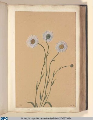 Leucanthenum folio serrato.