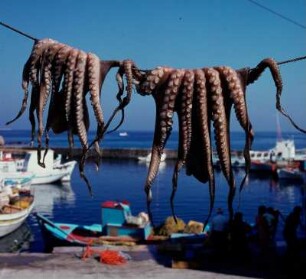 Paros, Hafen. Oktopus zum Trocknen aufgehängt