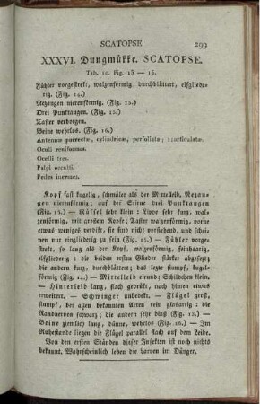 XXXVI. Dungmükke. Scatopse. [bis] XLI. Pfriemenmükke. Rhyphus.