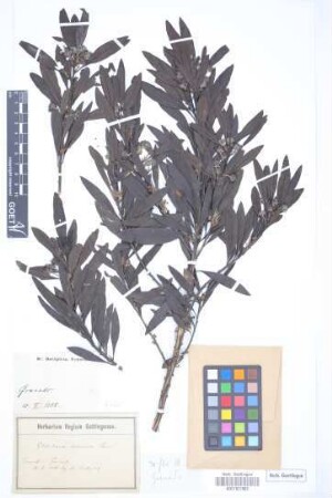 Globularia salicina Lam.