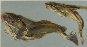 Zwei tote Fische