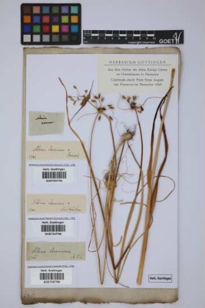Allium oleraceum L.