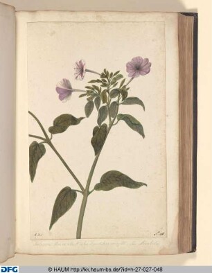 Jalappa, flore ex albo & rubro elegantissimo variegato. Sive. Mirabilis.
