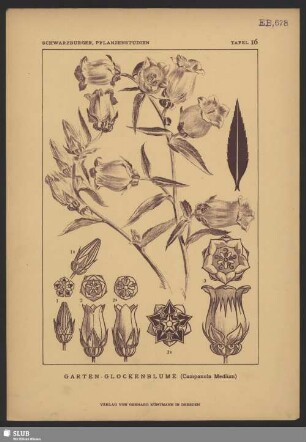 Garten-Glockenblume (Campanula Medium)