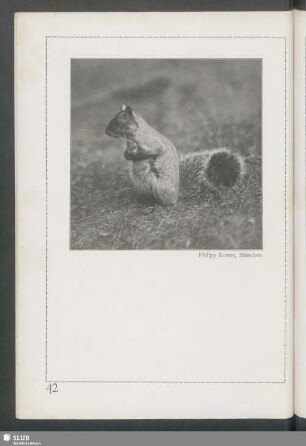 Ein amerikanisches Eichhörnchen