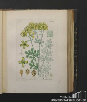 Rutaceae. Ruta graveolens L. Gartenraute.