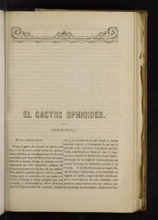 El Cactus Ophioides.