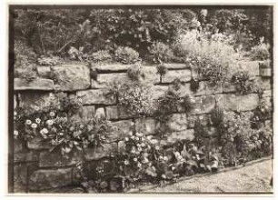 Garten Bergius, Heidelberg: Trockenmauer