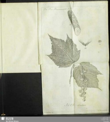 Acer striatum