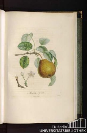Pl. LVIII. Messire-jean.