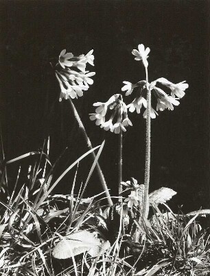 Echte Schlüsselblume (Primula veris)