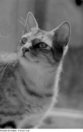 Kopf einer Katze