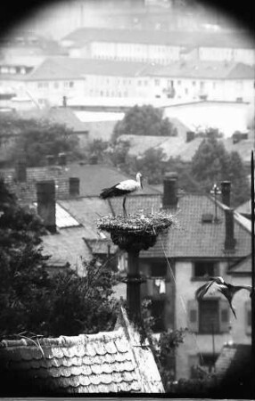 Freiburg: Blick vom Turm der Universität auf ein Storchennest auf der Universitätsbibliothek