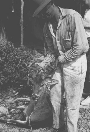 Erlegter Rehbock (Lateinamerika-Aufenthalte 1934/1942 - 2. Kolumbien 1934-1937)