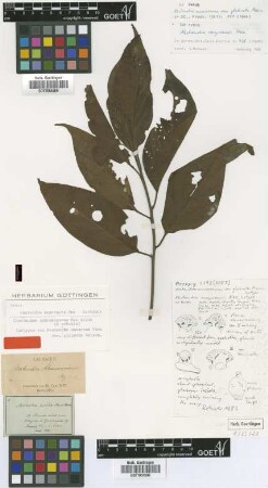 Nectandra amazonum Nees var. Meisn. i n DC. glabrata[isotype]
