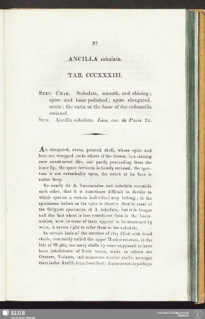 Ancilla subulata. Tab. CCCXXXIII