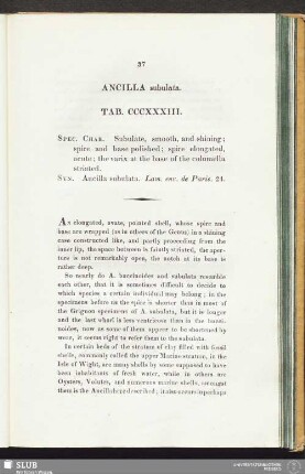 Ancilla subulata. Tab. CCCXXXIII