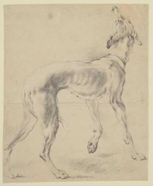 Ein Windhund