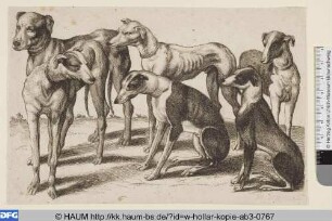Jagdhunde