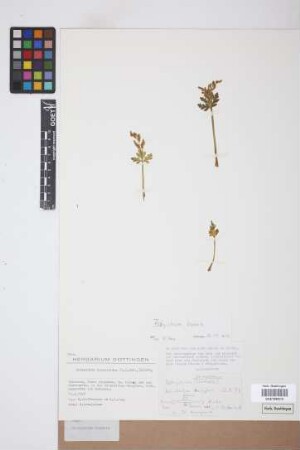 Botrychium boreale