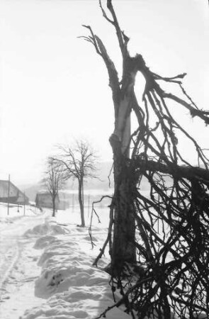 Schwärzenbach: Sturmgebrochener Baum