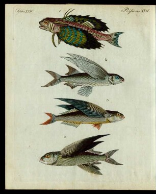 Fliegende Fische.