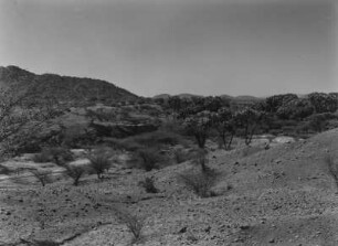 Savanne : Savannenvegetation nahe Agordat