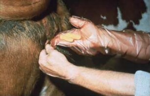 Fotografie: Tierproduktionsverfahren, Tiergesundheit