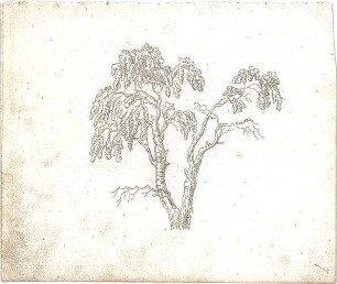 ohne Verfasserangabe; Landschaft, Bäume - Ansicht