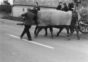 Transport der Flachsbündel zum Röstplatz