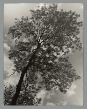 Nadelbaum