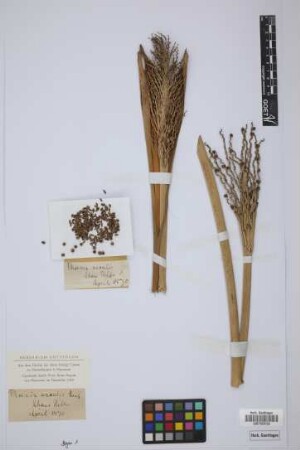 Phoenix acaulis Roxb.