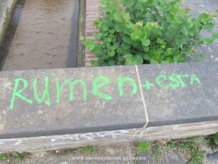 Rumen + esrA