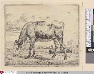 [Grasendes Kalb; Grazing Calf]