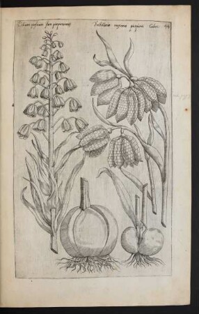 Taf. 44. [Lilium]