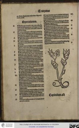Capitulum xli.